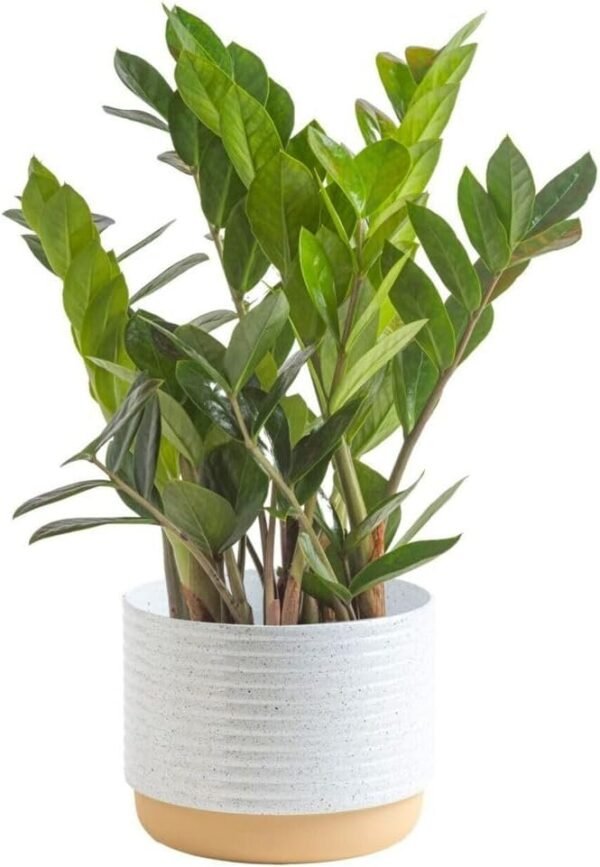 Live Indoor Houseplant in Modern Decor Planter, Natural Air Purifier in Potting Soil, Gift for Plant Lovers, Birthday Gift, Tabletop Living Room Decor, Desk Decor, 12-Inches Tall