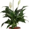 Peace Lily, Live Indoor Plant with Flowers, Easy to Grow Houseplant in Decorative Pot, Potting Soil, Thinking of You, Get Well Soon Gift, Room Decor, 1 Foot Tall