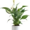 Peace Lily, Live Indoor Plant with Flowers, Easy to Grow Houseplant in Decorative Pot, Potting Soil, Thinking of You, Get Well Soon Gift, Room Decor, 1 Foot Tall