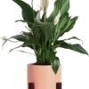 Peace Lily, Live Indoor Plant with Flowers, Easy to Grow Houseplant in Decorative Pot, Potting Soil, Thinking of You, Get Well Soon Gift, Room Decor, 1 Foot Tall