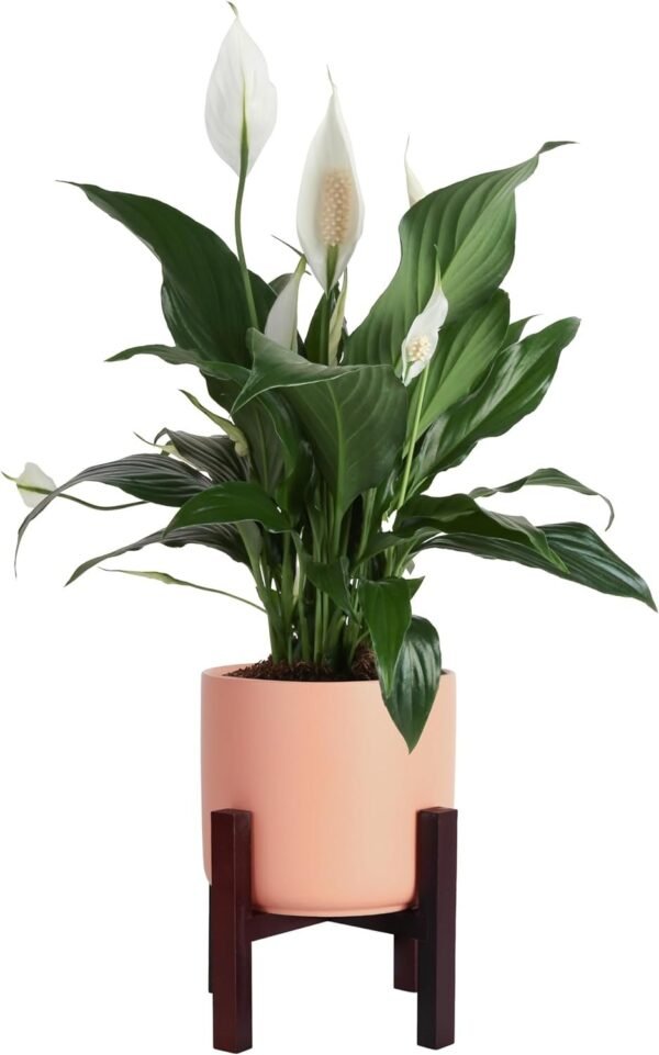 Peace Lily, Live Indoor Plant with Flowers, Easy to Grow Houseplant in Decorative Pot, Potting Soil, Thinking of You, Get Well Soon Gift, Room Decor, 1 Foot Tall