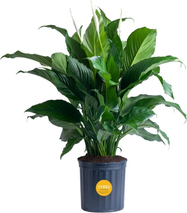 Peace Lily, Live Indoor Plant with Flowers, Easy to Grow Houseplant in Decorative Pot, Potting Soil, Thinking of You, Get Well Soon Gift, Room Decor, 1 Foot Tall