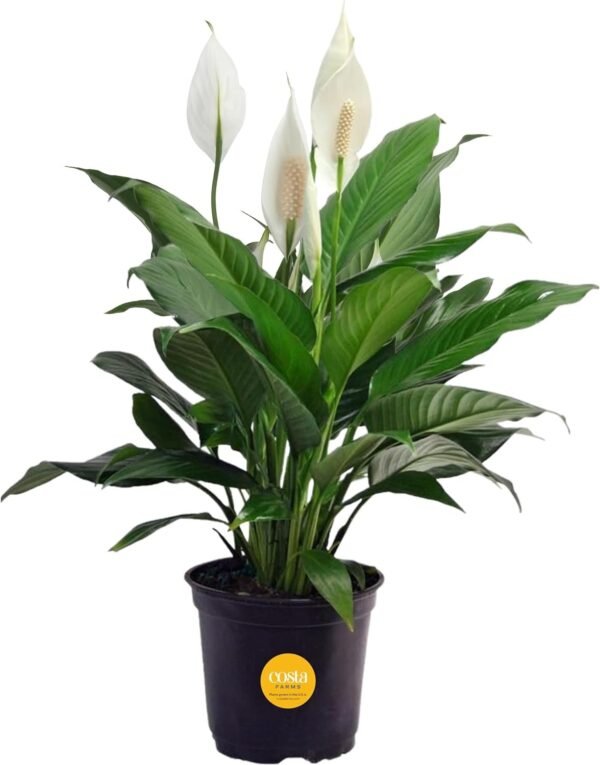 Peace Lily, Live Indoor Plant with Flowers, Easy to Grow Houseplant in Decorative Pot, Potting Soil, Thinking of You, Get Well Soon Gift, Room Decor, 1 Foot Tall