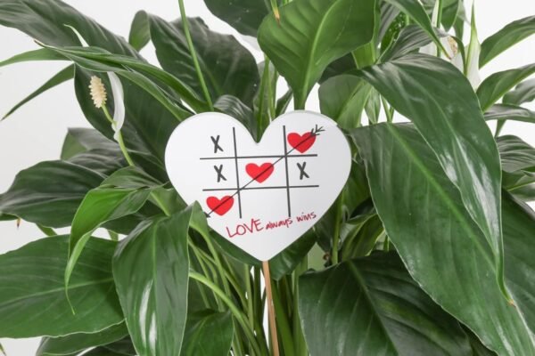 Peace Lily, Live Indoor Plant with Flowers, Easy to Grow Houseplant in Decorative Pot, Potting Soil, Thinking of You, Get Well Soon Gift, Room Decor, 1 Foot Tall