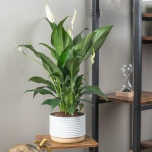 Peace Lily, Live Indoor Plant with Flowers, Easy to Grow Houseplant in Decorative Pot, Potting Soil, Thinking of You, Get Well Soon Gift, Room Decor, 1 Foot Tall