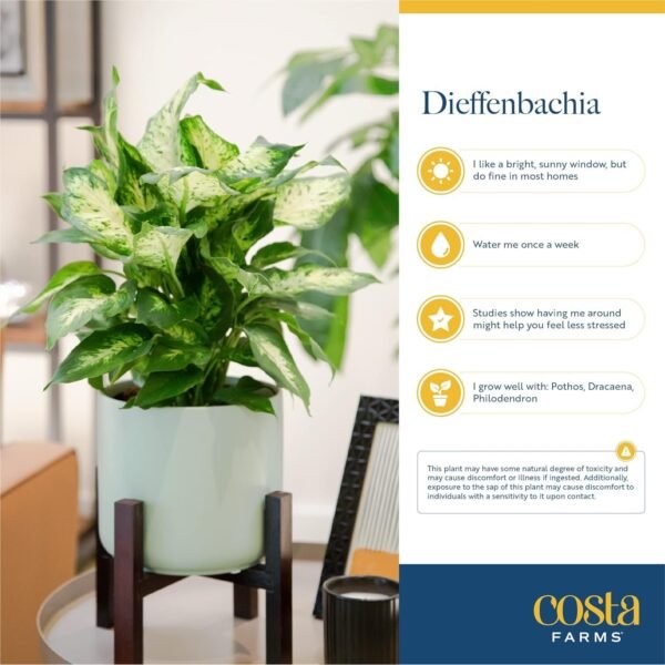 Dieffenbachia Live Plant Indoor, Easy Grow Light and Watering Houseplant, Potted in Indoors Garden Decor Plant Pot, Soil, Grower's Choice, Home and Office Plants Decor, 1 Foot Tall