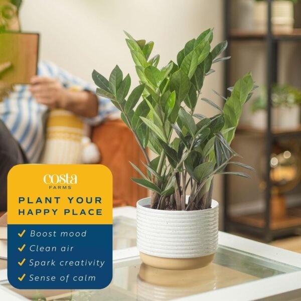 Live Indoor Houseplant in Modern Decor Planter, Natural Air Purifier in Potting Soil, Gift for Plant Lovers, Birthday Gift, Tabletop Living Room Decor, Desk Decor, 12-Inches Tall