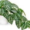 Fake Plants Indoor 8 Inch Artificial Monstera Leaves in Ceramic Pot - Faux Potted Tropical Palm Plant for Home Aesthetic Decor Living Room Shelf Office