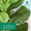 Artificial Fiddle Leaf Fig Tree 37" Fake Potted Ficus Lyrata Plant with Handmade Seagrass Basket, Perfect Faux Plants Home Décor for Indoor Outdoor Office Porch Balcony Bedroom Bathroom Gift