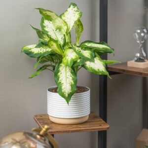 Dieffenbachia Live Plant Indoor, Easy Grow Light and Watering Houseplant, Potted in Indoors Garden Decor Plant Pot, Soil, Grower's Choice, Home and Office Plants Decor, 1 Foot Tall